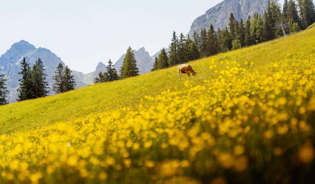 wycieczka z dziećmi do Austrii