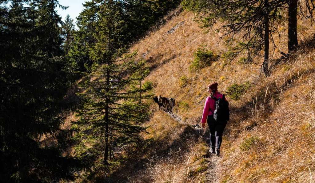 Autumn walk with the dog in nature