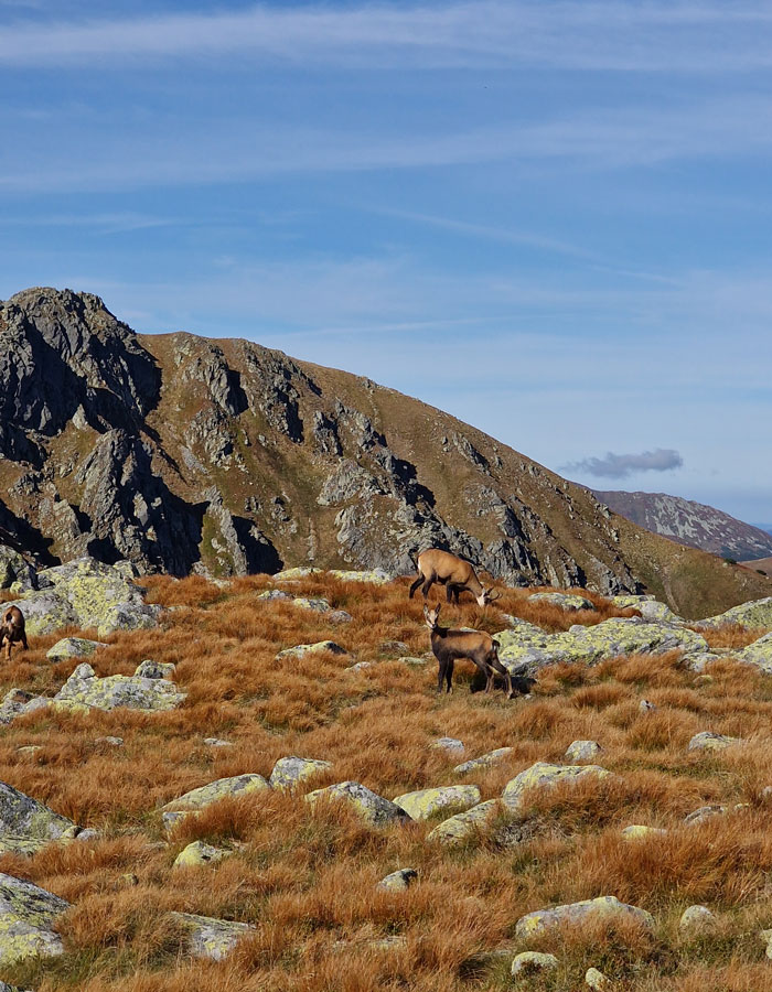 Chamois in Jasná