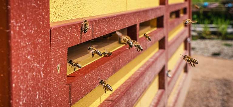 Discover apitherapy: The power of bees in a bee house
