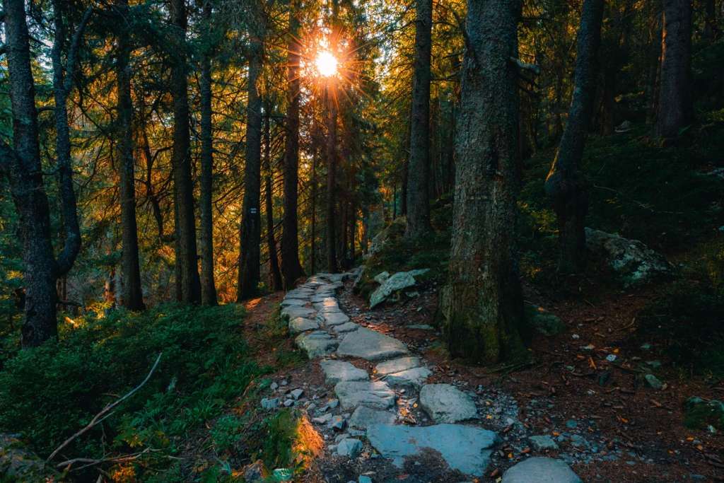 Waldweg