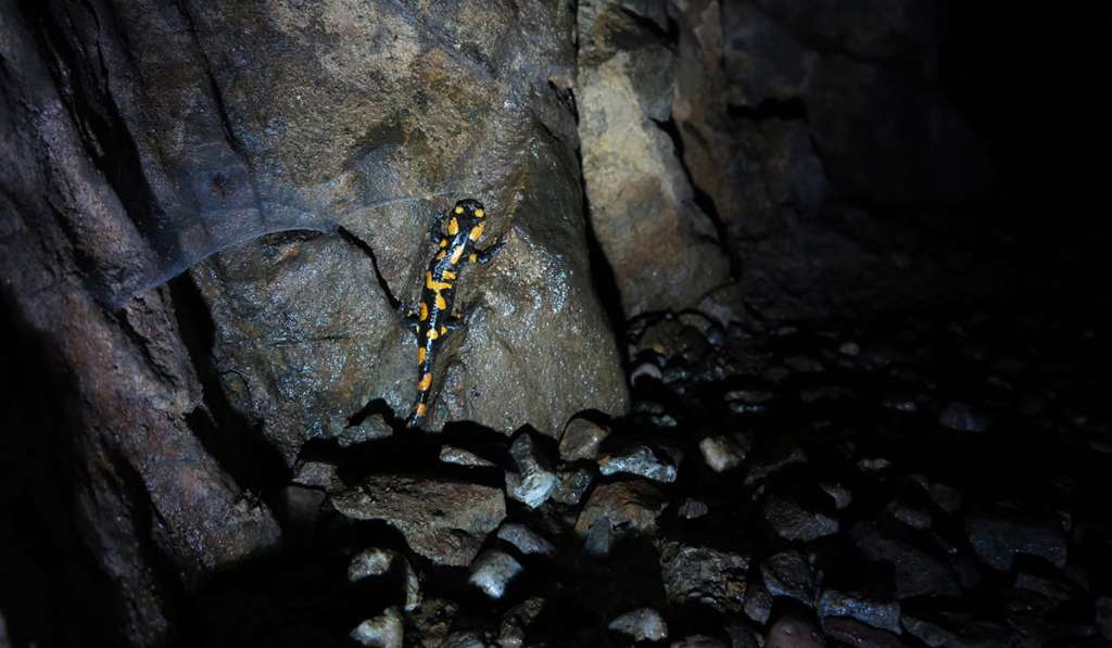 A salamander on the wall in Stanišovská Cave in Liptov